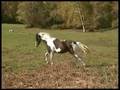 videos de Sempatico Filly - Princess Sophia