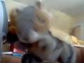 head banging squirrel to bree bree