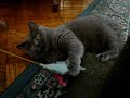 Peepers loves to play with her toys