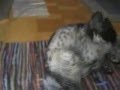 Braco Alemán de Pelo Duro video