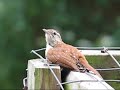 Baby Wrens Baby Wrens