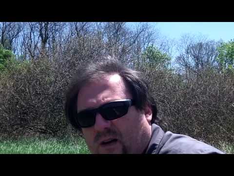 how to harvest nettle seeds