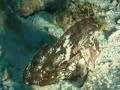 shark insolite requin poissons néttoyés noumea nautile shark insolite requin poissons néttoyés noumea nautile