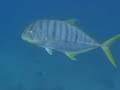 many fish and a shark beeing cleaned up
tricot ray� serpent nautile nautilus
mur�ne poisson feuille....snake
multiples poissons et un requin n�ttoy�s