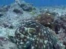 shark insolite requin poissons néttoyés noumea nautile