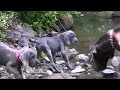 Grateful Danes- Toccoa Riverside Restaurant