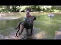 Grateful Danes- Toccoa Riverside Restaurant