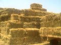 Hay For Sale Hay For Sale