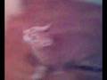 videos de cat attack