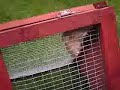 Spider Hamster!