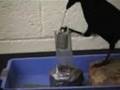 Why do people laugh at creationists? (part 25)
