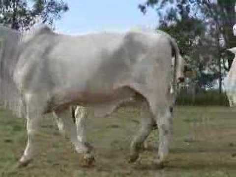 Australia's first cloned Brahman cow ...