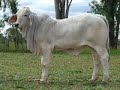 australias-first-cloned-brahman-cow-turns-six-months.html