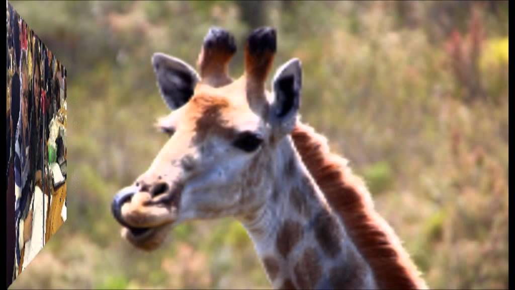 African/Tropical Biology Field Course 2015