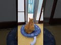 雨でもニャルソックしてますね😺#toraneko #cat #かわいい猫 #cute #cutecat #茶トラ猫 #猫のいる暮らし #猫のいる生活 #猫好きさんと繋がりたい #癒し