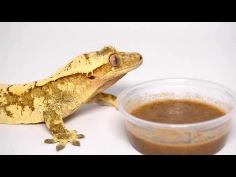 YouTube reptile video