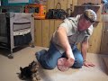 Zola Belle the Tiny Yorkie - Ride a Horse(y)  Riding her Magic Carpet