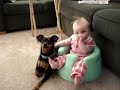 Baby Alissa & Hennessey the Miniature Pinscher Baby Alissa & Hennessey the Miniature Pinscher
