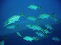 Bahamas Shark, Wreck & Reef Diving