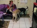 Dog on Dog Action