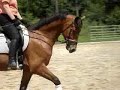 Zem (Krack C x Goodtimes) 4 year old Dutch Gelding Zem (Krack C x Goodtimes) 4 year old Dutch Gelding