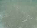 Jul 19 2008 - VID00004