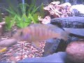 Lake Malawi Cichlids