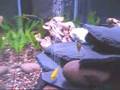 Lake Malawi Cichlids