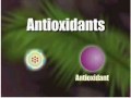 how antioxidants work