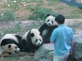 Wolong Hero and Olympic Pandas 3 Wolong Hero and Olympic Pandas 3