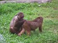 Zoo Taiping