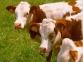 http://www.jesoutiensleseleveurslaitiers.com - Choix des caractères et des origines des vaches d'un éleveur laitier. (Pas de Calais)