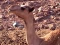 Egitto Marsa Alam Report ; gita nel deserto nubiano