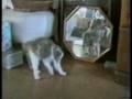 videos de Katzen