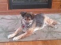 videos de Puppy eye pooch