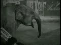 \"BOUT DE ZAN vole un �l�phant\"  de  Louis Feuillade