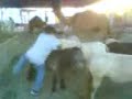 morros montando caballos del cirko PARTE 2