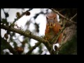 Fotograf André Rødahl's årskavalkade 2012.wmv