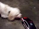 noah and scrumpy playing