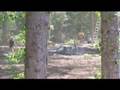 hvsc hits birken