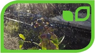 Wundervideo: So werden Heidelbeeren blau(er)