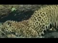 Amazon Sport Fishing DVD Parte 7