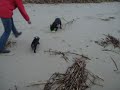 franz. Bulldoggen