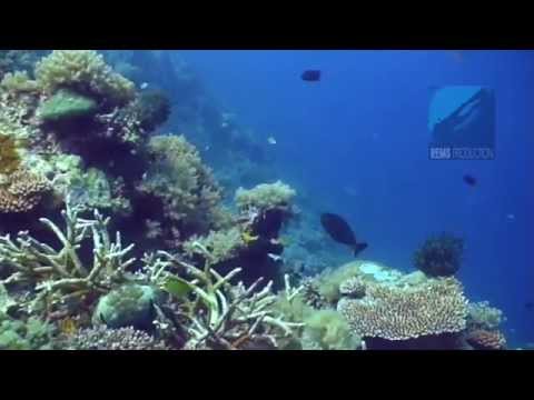 Underwater video of the dive site "Coral Garden" in Pandan Island, Mindoro, Philippines. Edited with