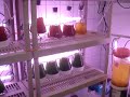 phytoplancton