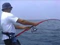 32.87 Kg Amberjack in Jigging 32.87 Kg Amberjack in Jigging