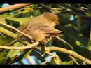 Sleepy Little Bushtit - 8/7/07 Sleepy Little Bushtit - 8/7/07