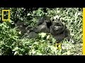 Gorillas Find Refuge in Uganda