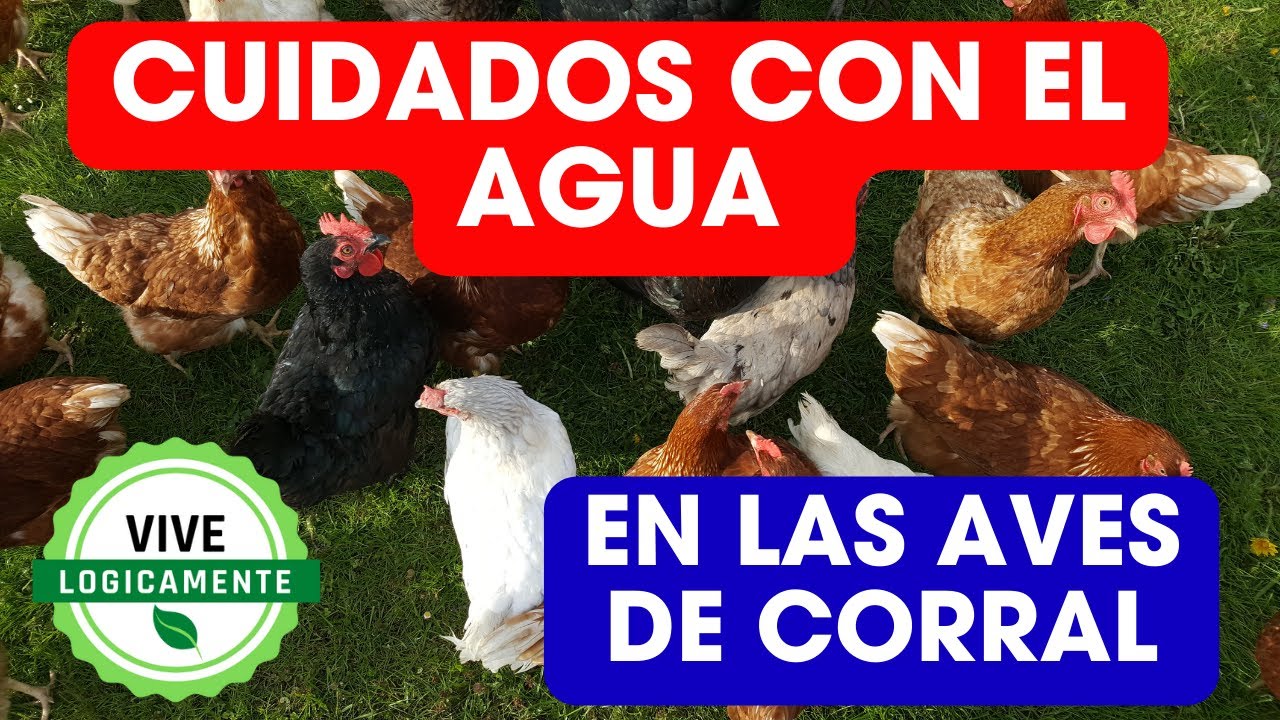 Cuidando el Agua de las Aves de Corral 100% practico
