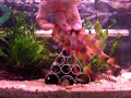 Loaches Feeding Time